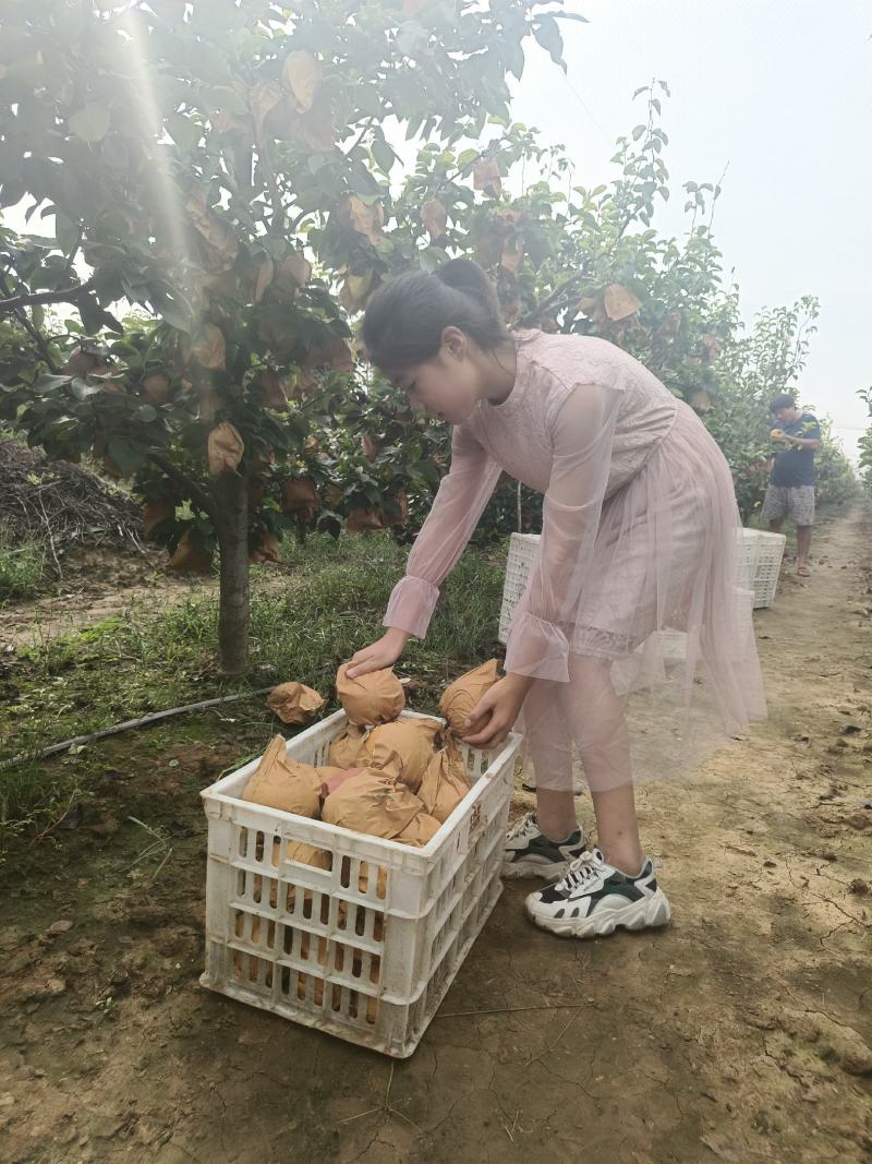 晚秋黄梨，开园了！欢迎新老客户前来采购！回头客商特别多！