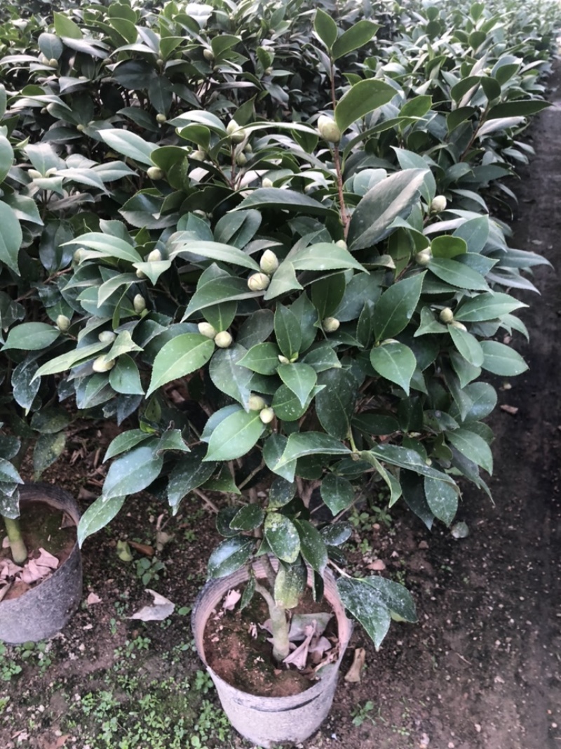 几万棵基地发货，现货规格多样，价格不一，请联系咨询后下单