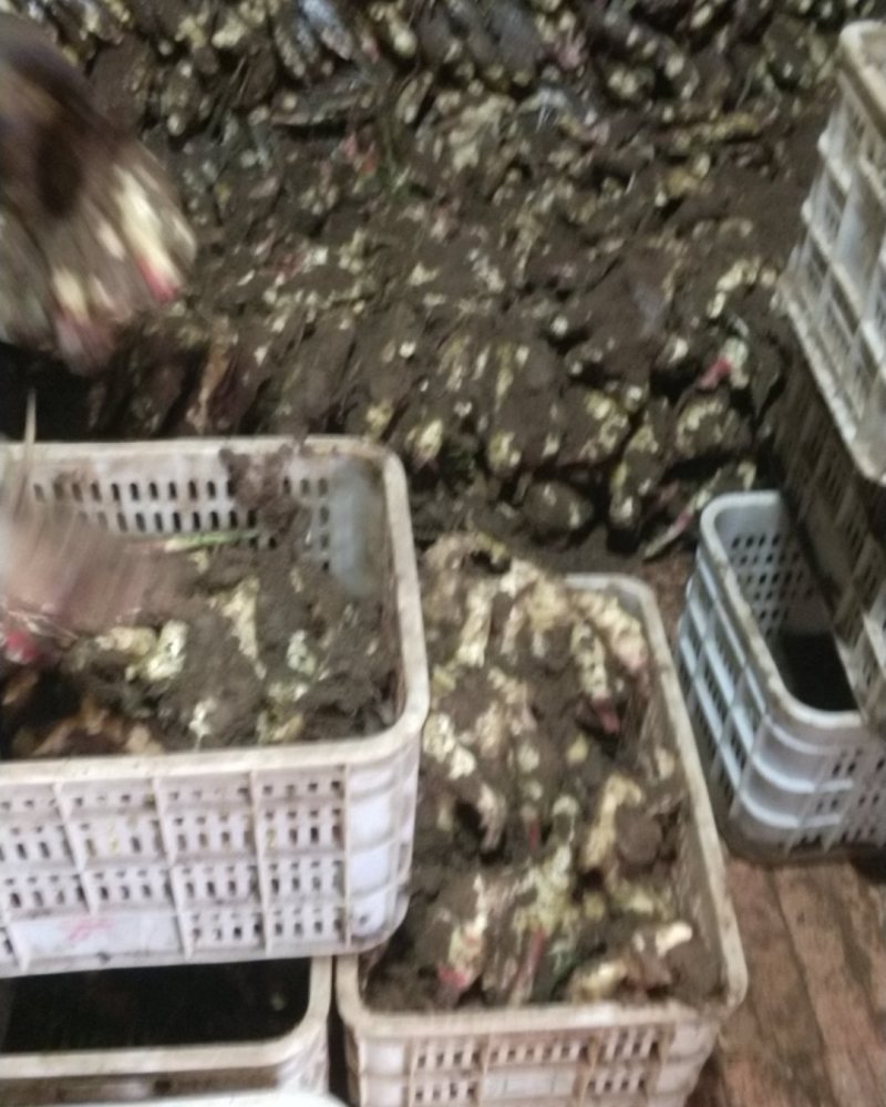 出售优质水洗姜，泥姜，质量好价格优，信誉保证，欢迎光临