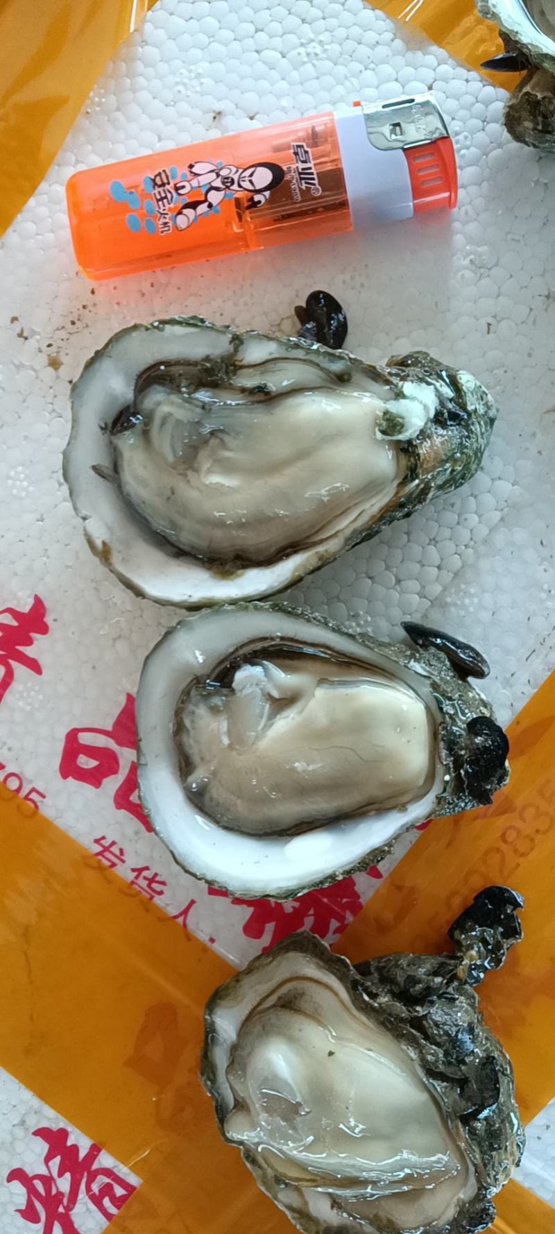生蚝小小5毛一个起批发一对一精挑细选现场视频挑
