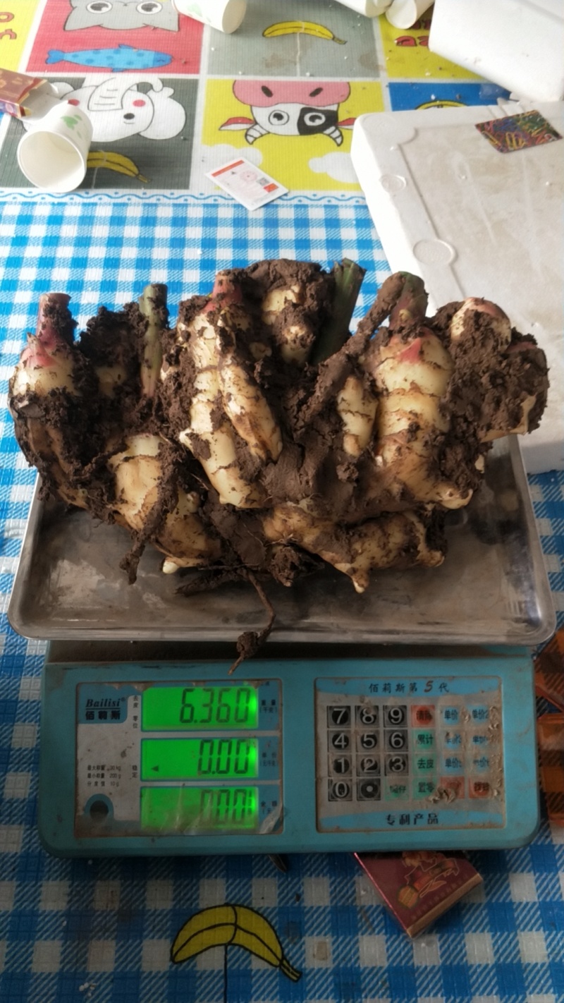 鲜姜大量新鲜鲜姜上市中需要的欢迎前来选购