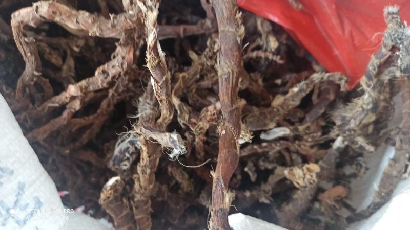 石昌蒲，干石昌蒲根野生石菖蒲