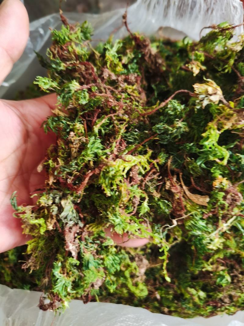 回心草，铁脚一把伞