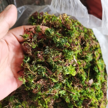 回心草，铁脚一把伞