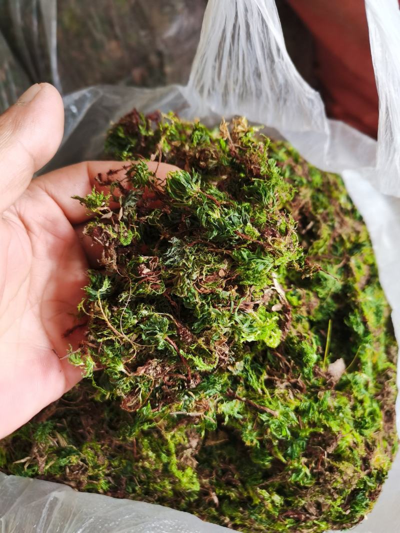 回心草，铁脚一把伞