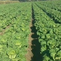 黄心大白菜