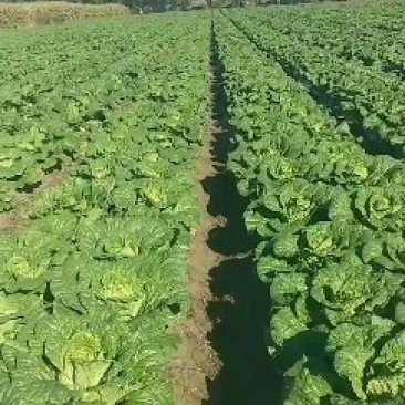 黄心大白菜