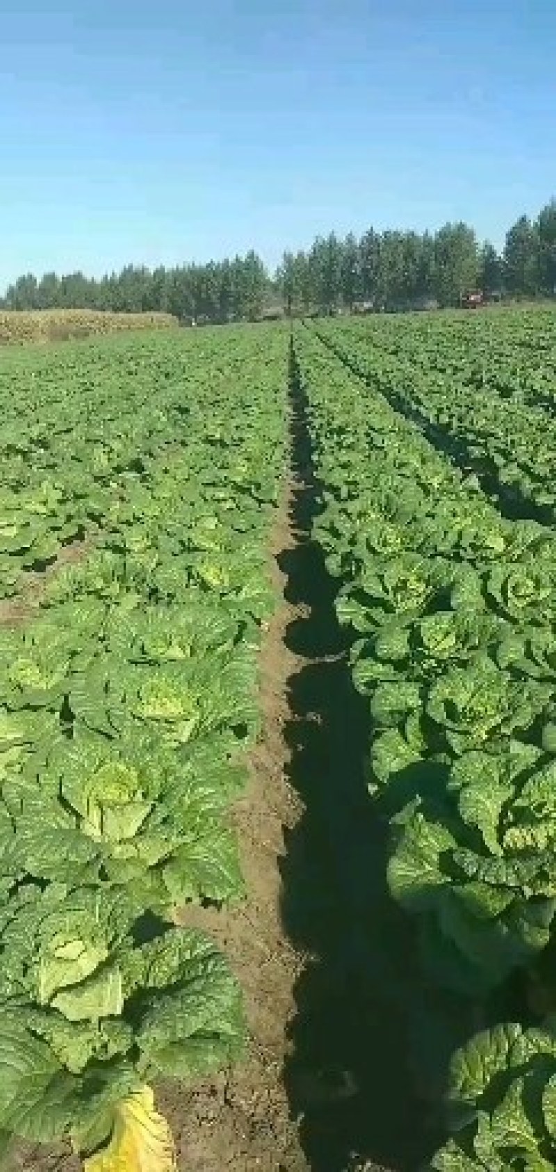 黄心大白菜
