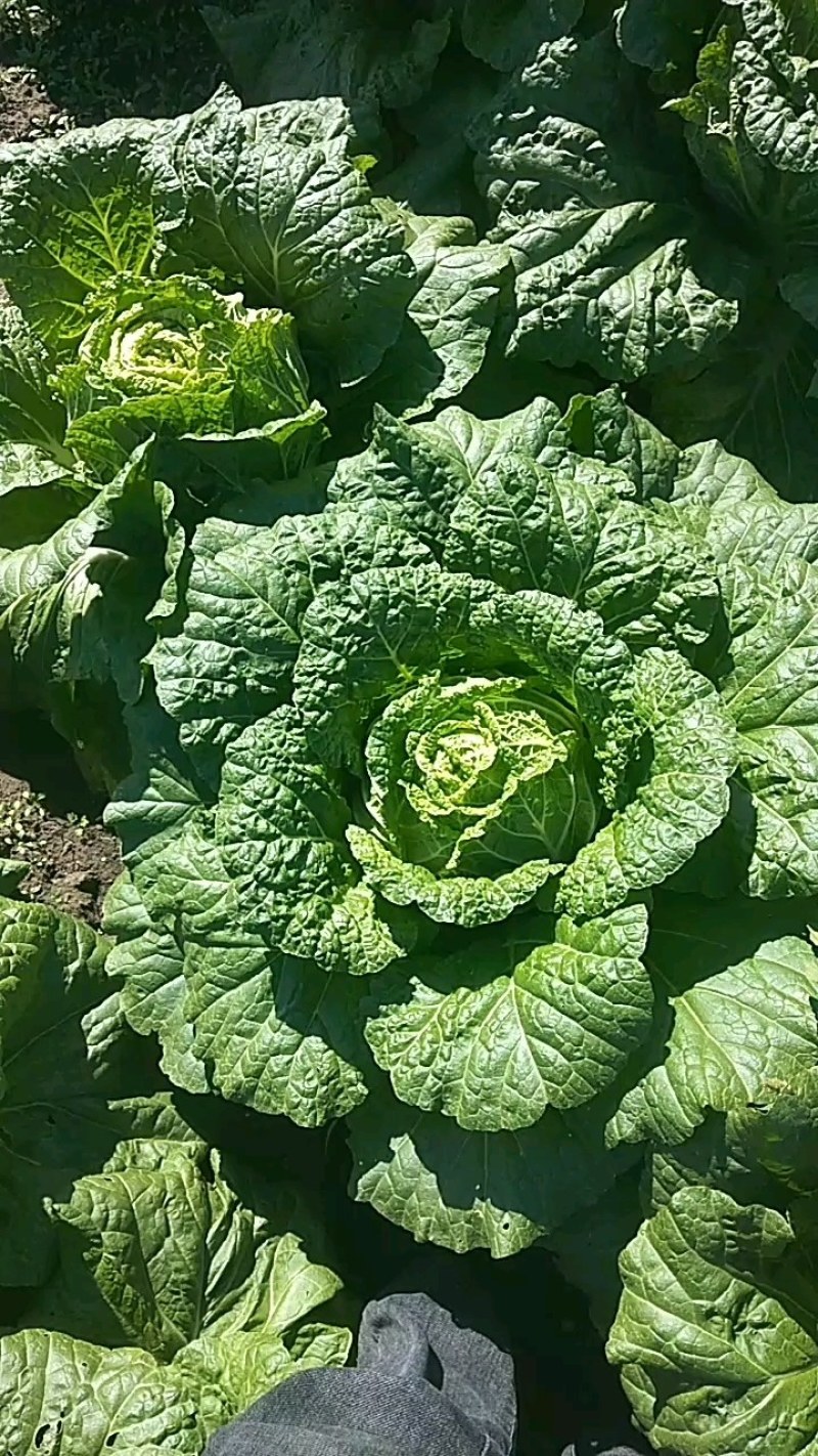 黄心大白菜