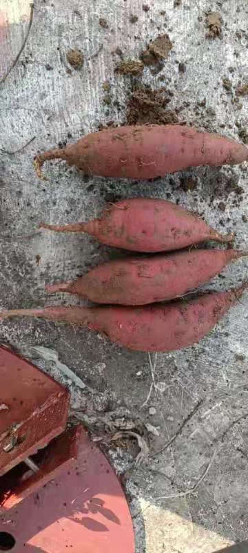 西瓜红种薯货源充足质量商城1全国发货各种红薯大量上市