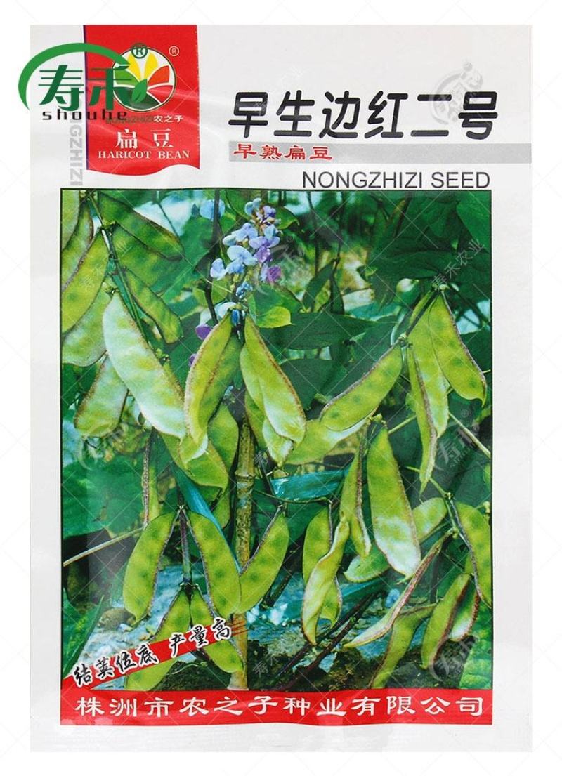 早生一号扁豆种子极早熟适宜大面积种植采收期200天