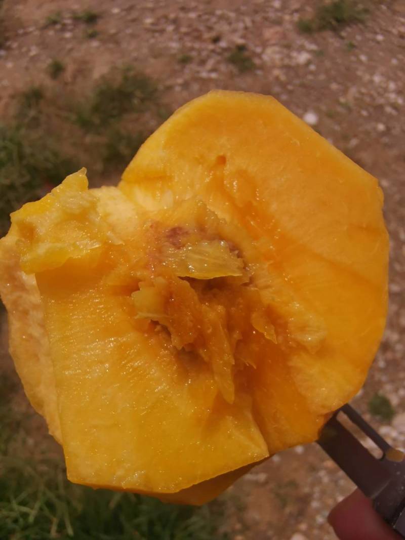 黄桃，带杏味黄桃，酸甜可口，个头大，颜色好。