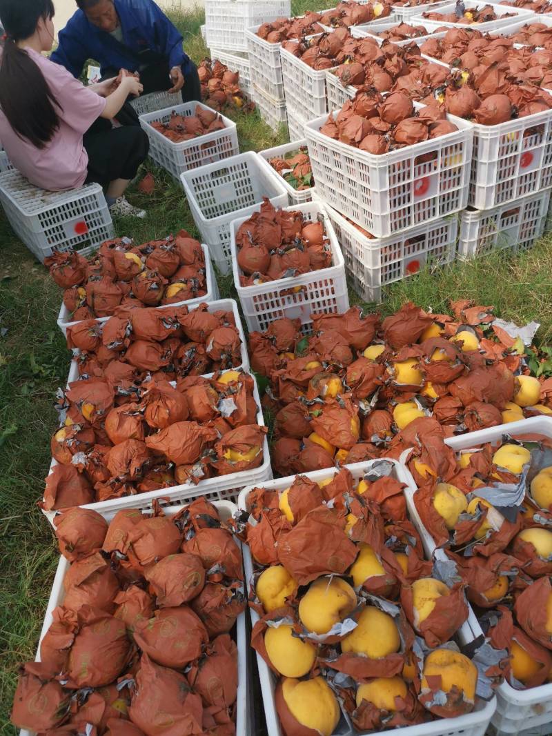 黄桃，带杏味黄桃，酸甜可口，个头大，颜色好。