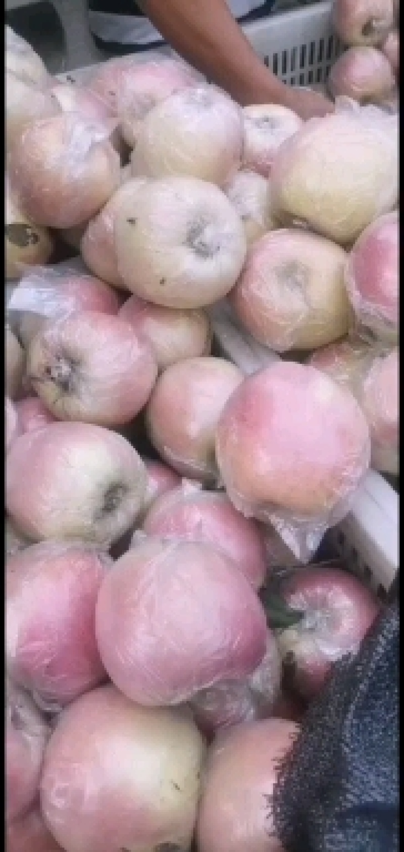 富士苹果大量上市了需要的客商来咨询了价格便宜