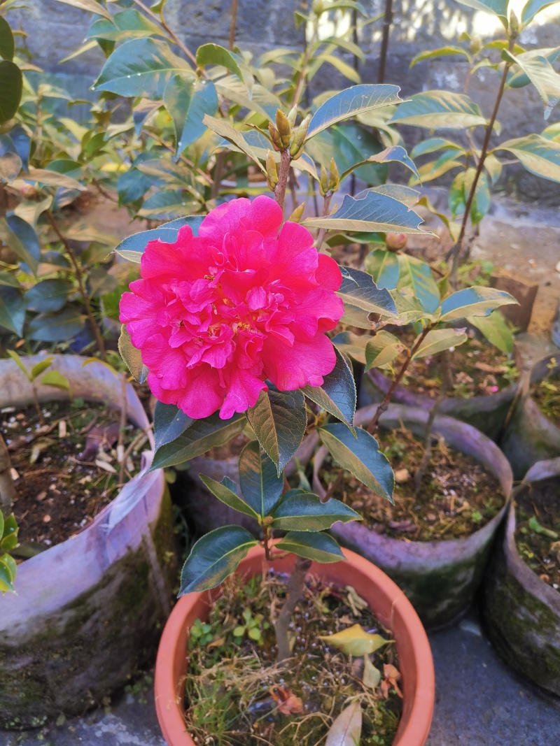 腾冲红花大果油茶苗，精品油茶苗