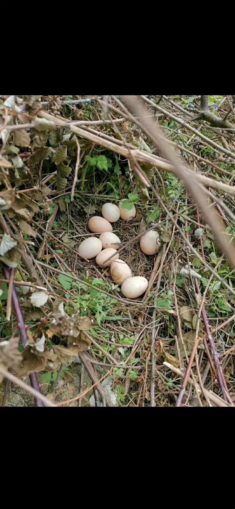 [推荐]正宗山林散养土鸡蛋粉壳绿壳初生蛋产地直发