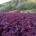 三季红红枫苗，清地处理，，品质保证，可现场看苗