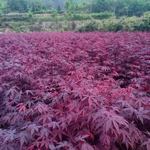 三季红红枫苗，清地处理，，品质保证，可现场看苗