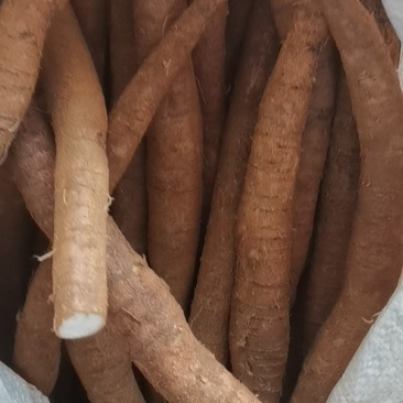 惠州牛大力