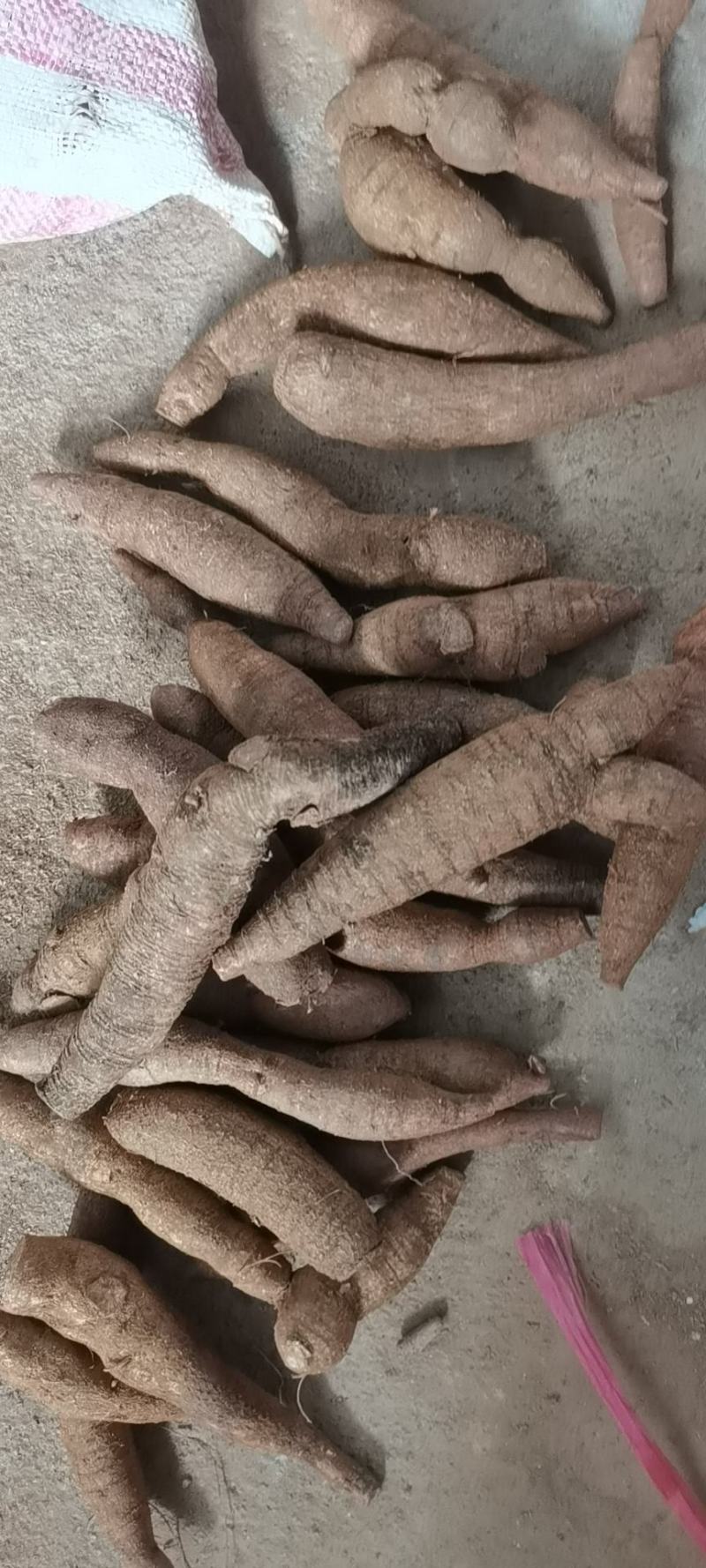 惠州牛大力