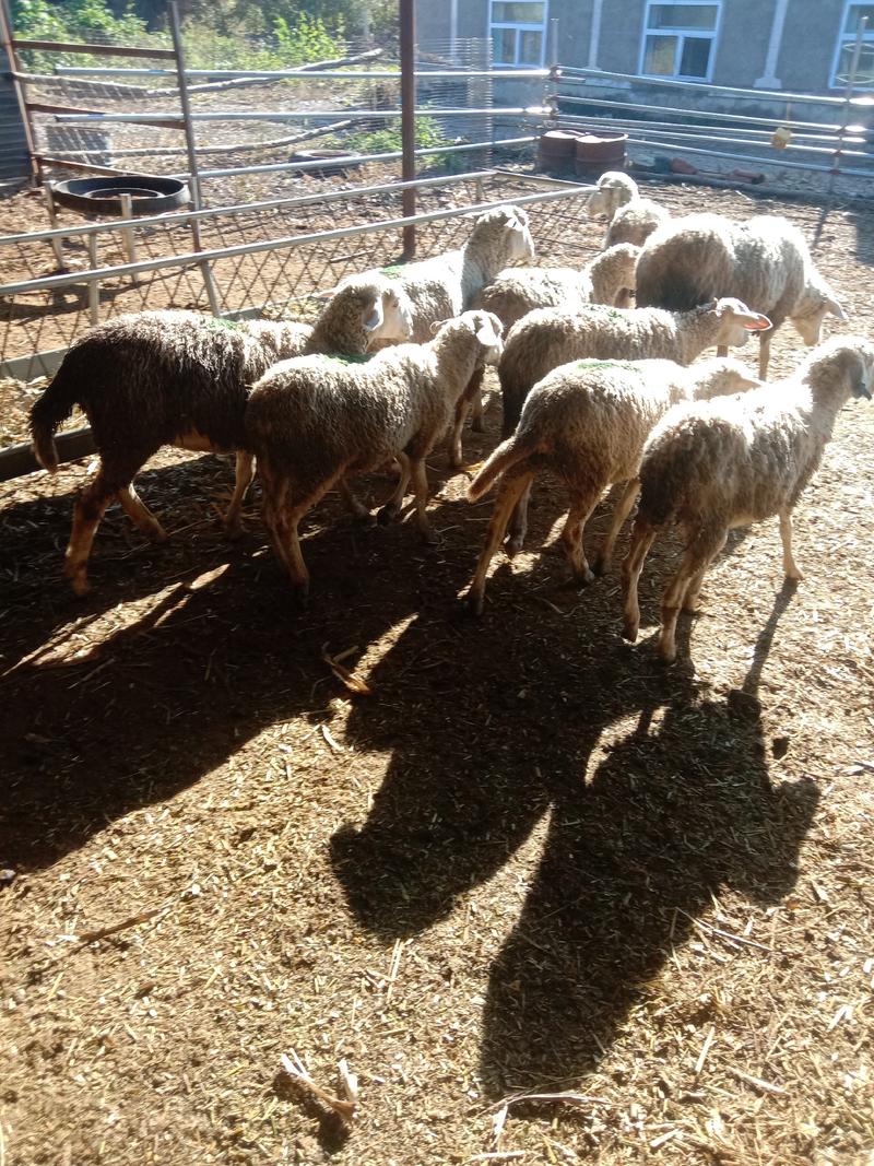 出售各种羊苗，淘汰大母羊