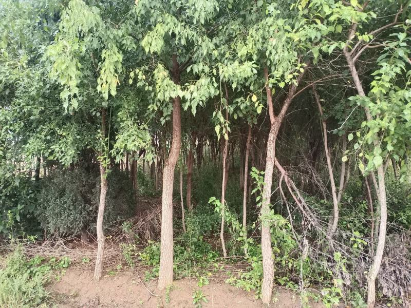 丝绵木
