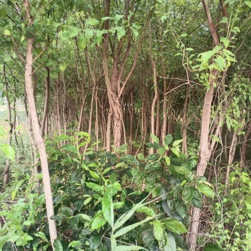 丝绵木