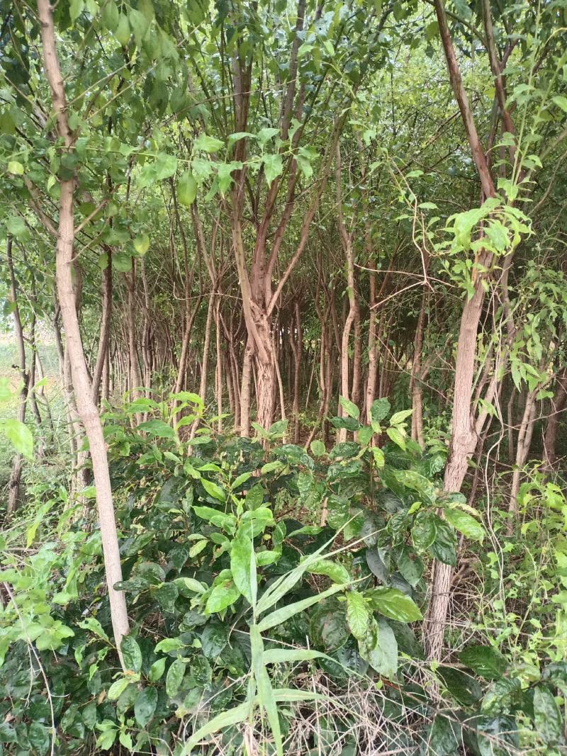 丝绵木