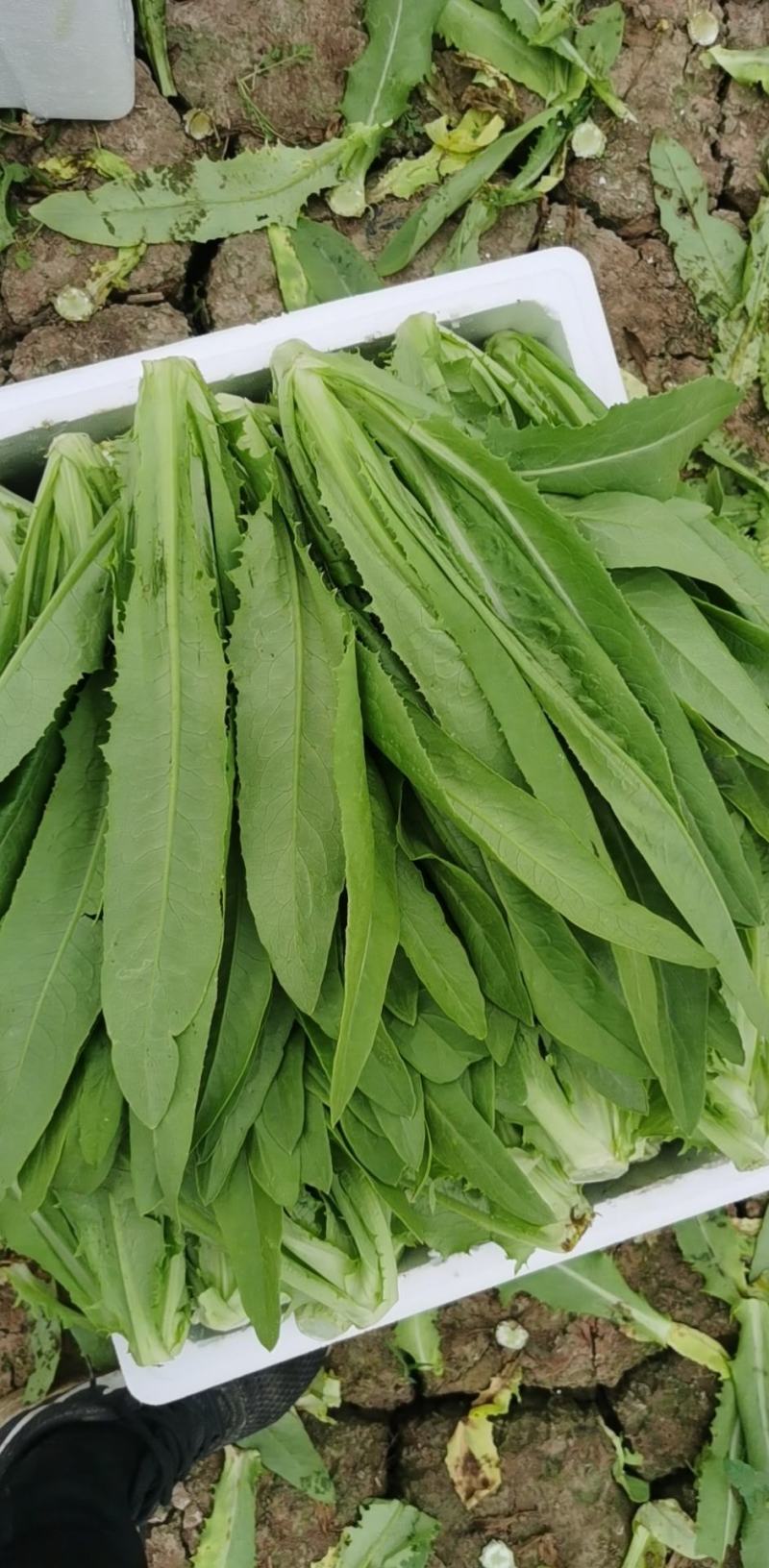 油麦菜