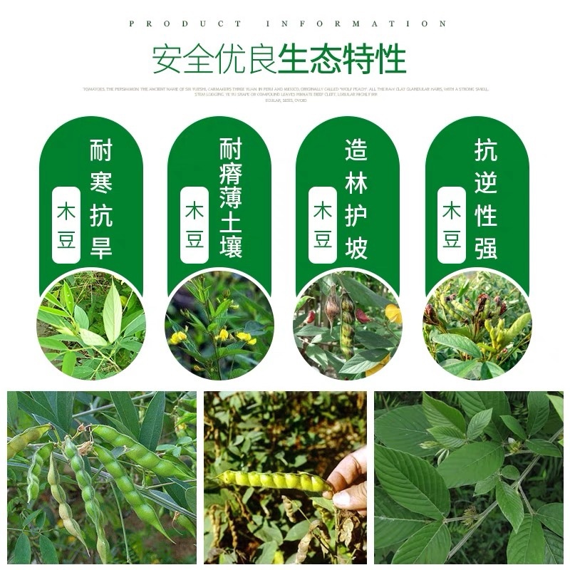 木豆种子灌木种子护坡固土草籽鸽豆生态修复种子