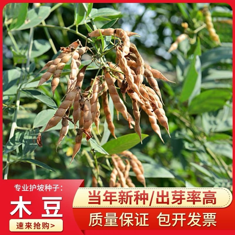 木豆种子灌木种子护坡固土草籽鸽豆生态修复种子