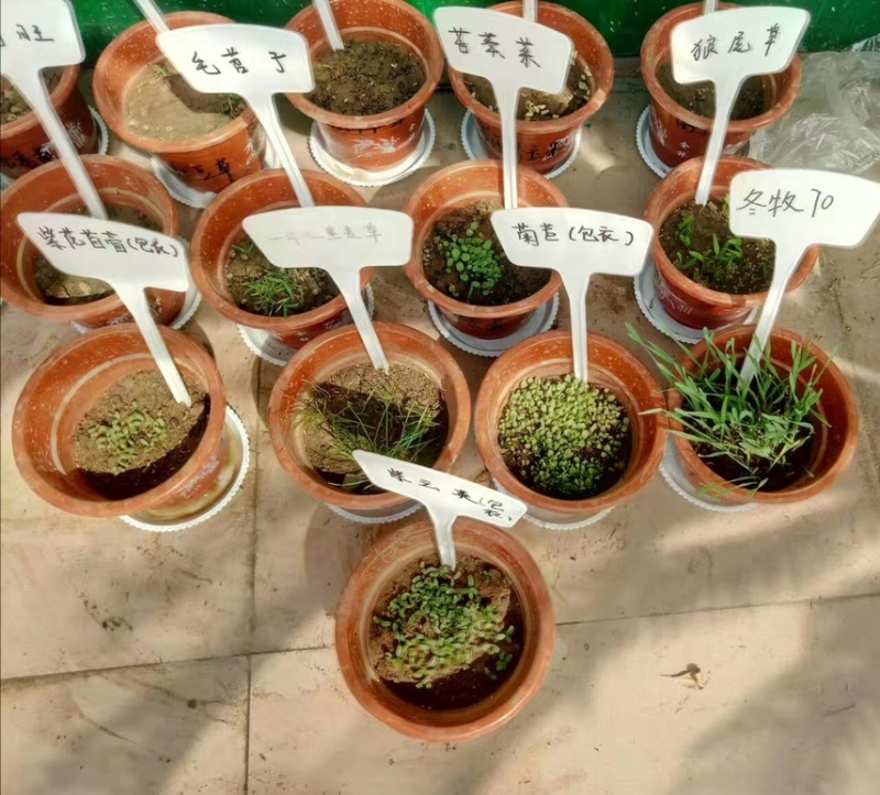 木豆种子灌木种子护坡固土草籽鸽豆生态修复种子
