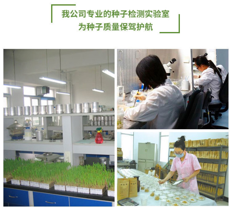 木豆种子灌木种子护坡固土草籽鸽豆生态修复种子