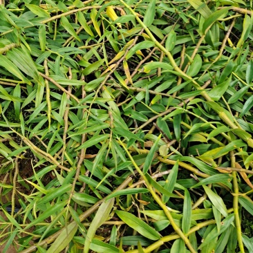 云南保山龙陵紫皮石斛大量上市需要的联系
