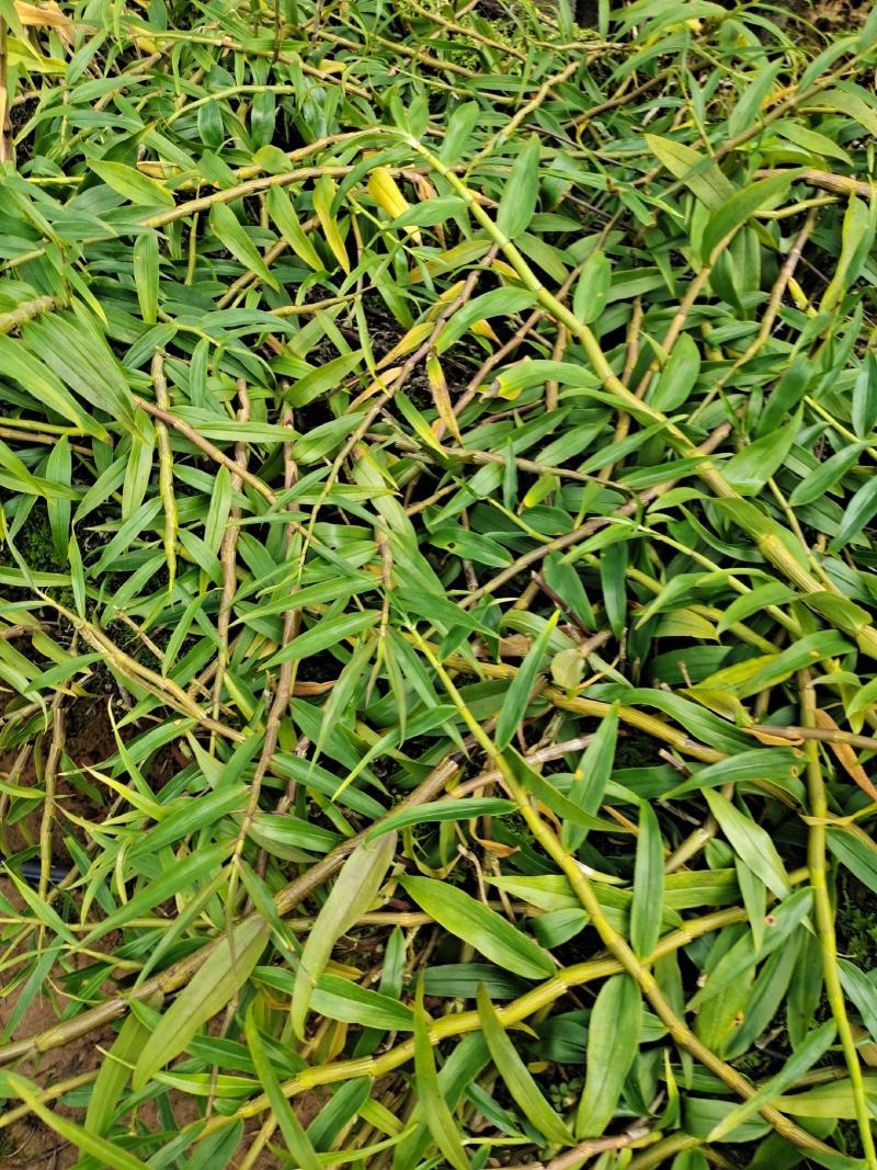 云南保山龙陵紫皮石斛大量上市需要的联系