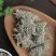 茵陈草中药材野生干货当天发货足斤足两质量保证