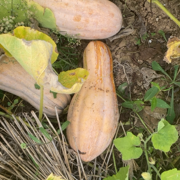 蜜本南瓜大量上市