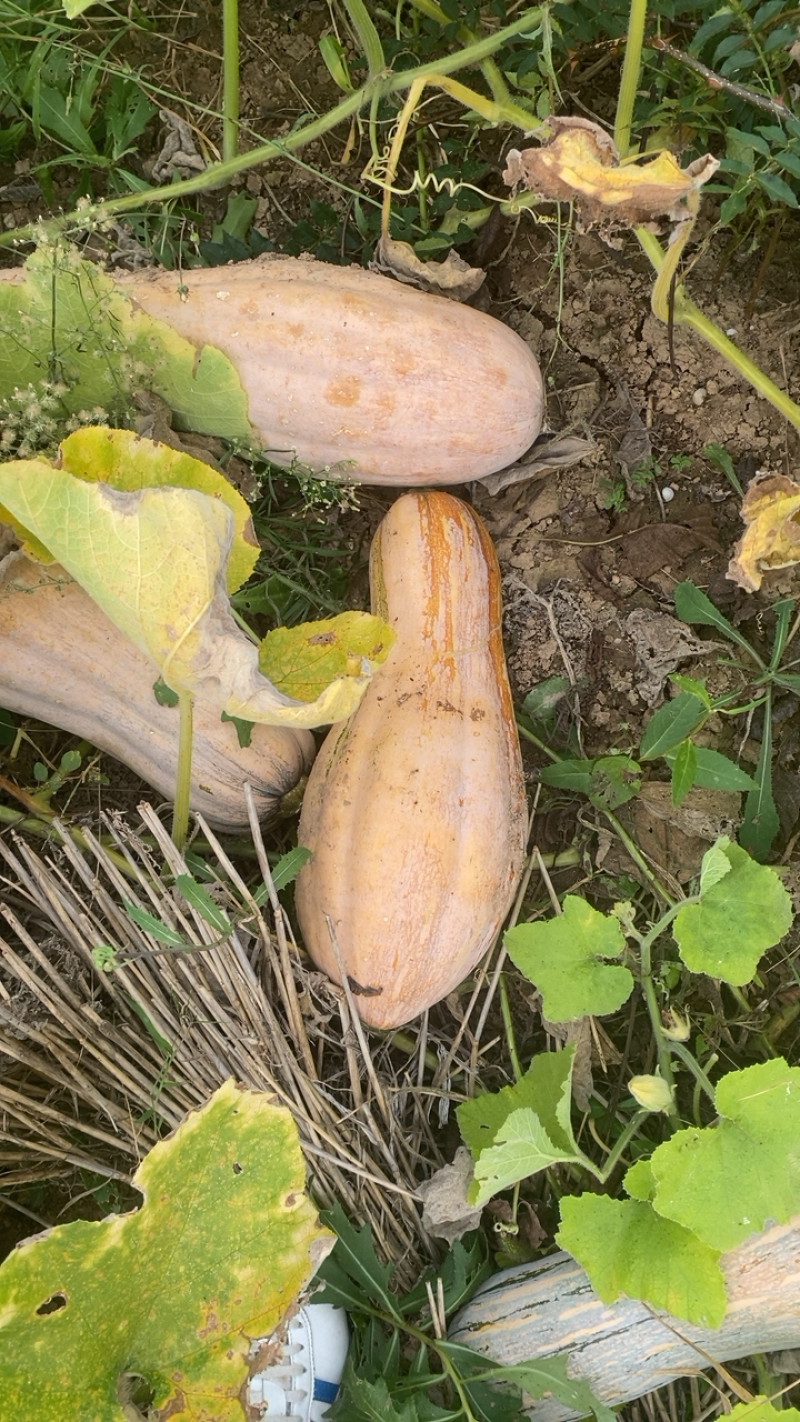 蜜本南瓜大量上市