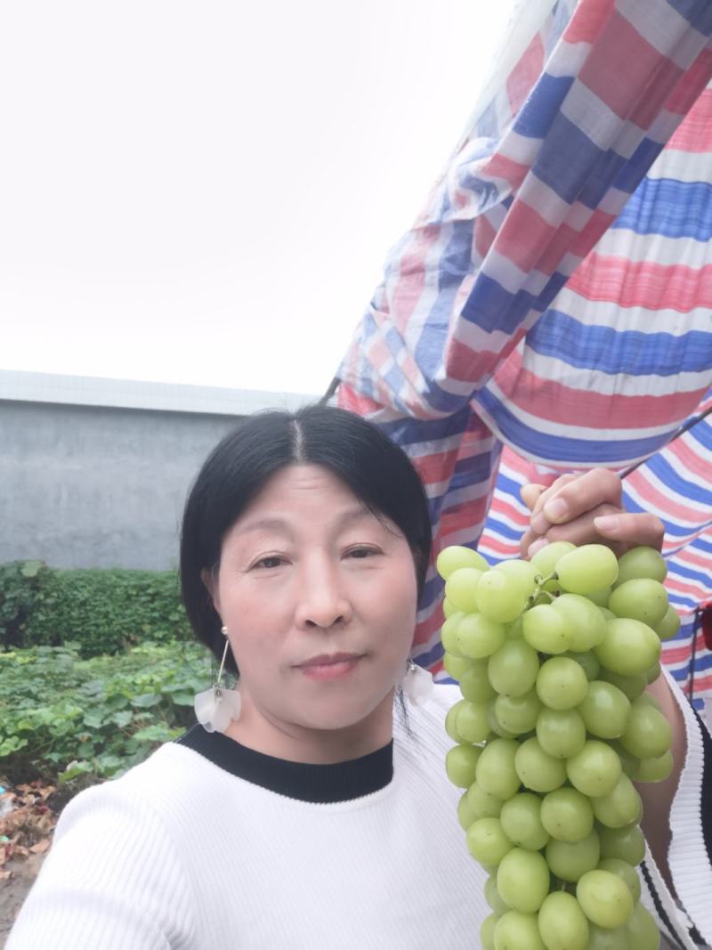阳光玫瑰，货源充足，我们这里种植面积大，冷库货