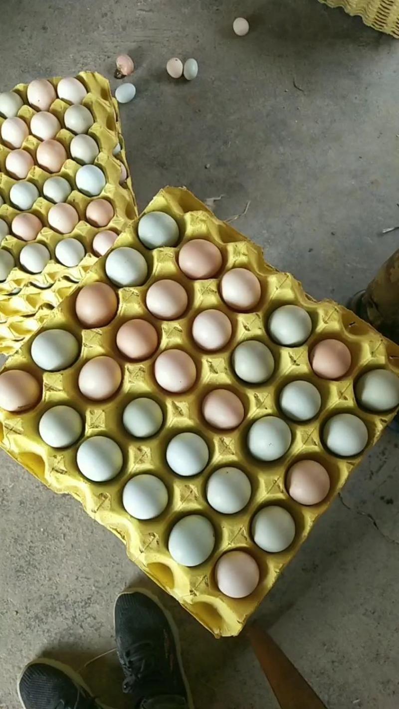 散养土鸡蛋，粉壳，绿壳，产地直发，欢迎咨询
