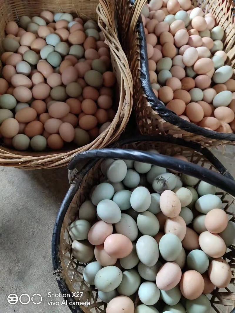 散养土鸡蛋，粉壳，绿壳，产地直发，欢迎咨询