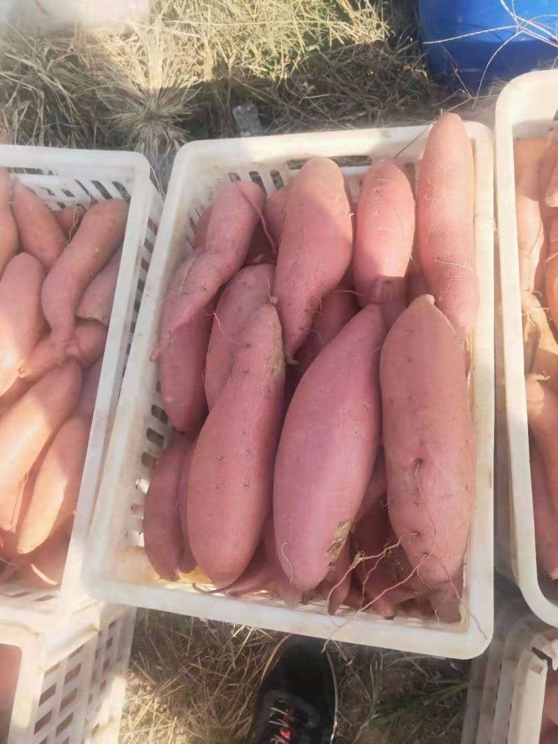 西瓜红丘陵沙土地种植邹城蜜薯蜜甜流油果型好