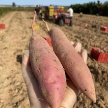 西瓜红丘陵沙土地种植邹城蜜薯蜜甜流油果型好