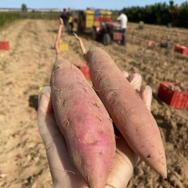 西瓜红丘陵沙土地种植邹城蜜薯蜜甜流油果型好