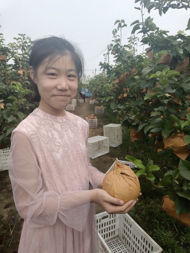 晚秋黄梨开园了！欢迎新老客户前来采购！自家梨园诚信经营！