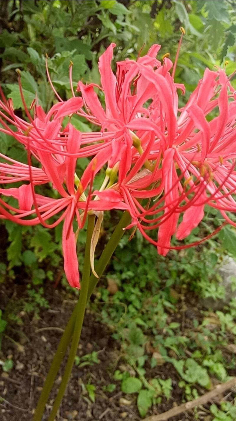 彼岸花种球【这是传说中神奇的花种，彼岸花叶两不见】