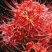彼岸花种球【这是传说中神奇的花种，彼岸花叶两不见】