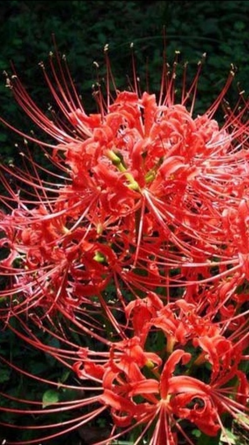 彼岸花种球【这是传说中神奇的花种，彼岸花叶两不见】