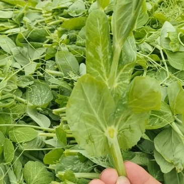 豆苗