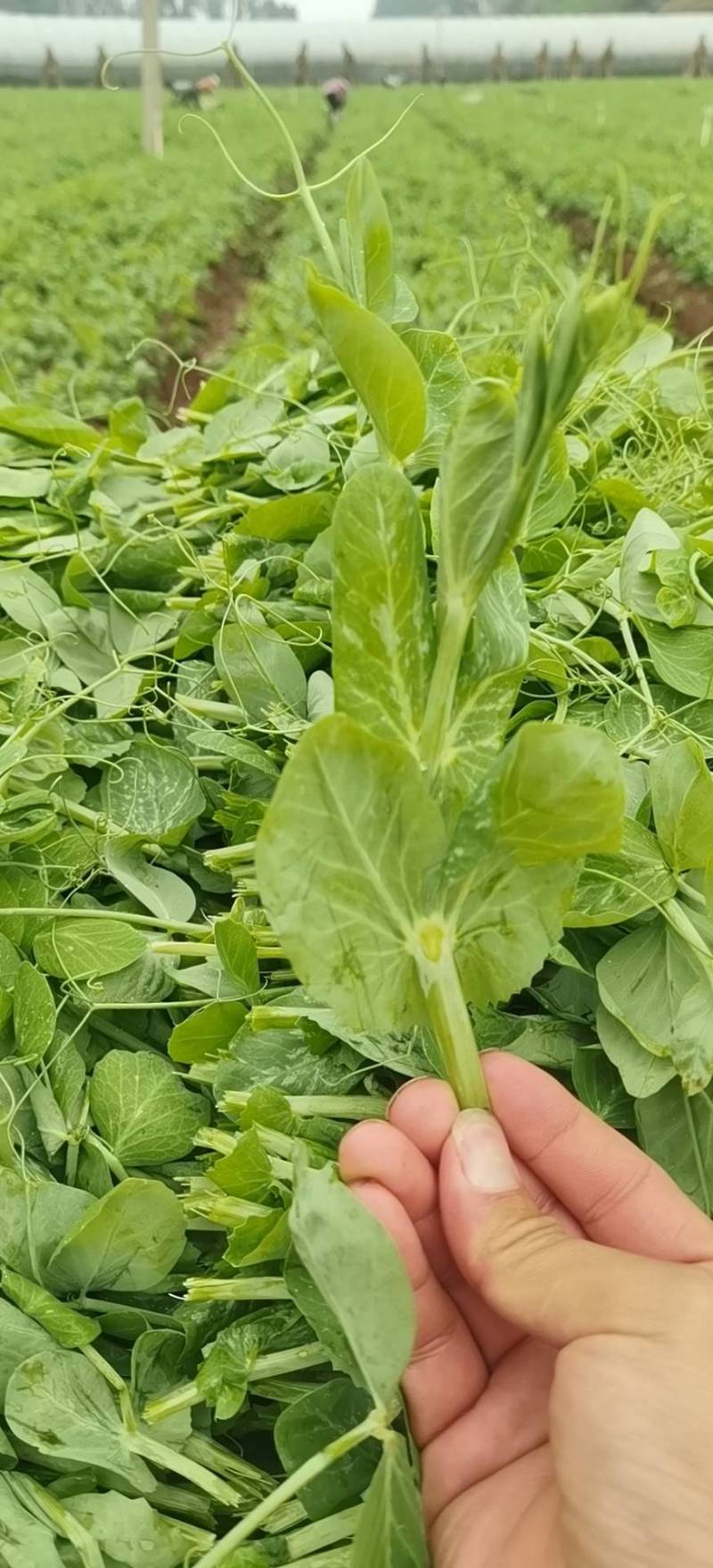 豆苗